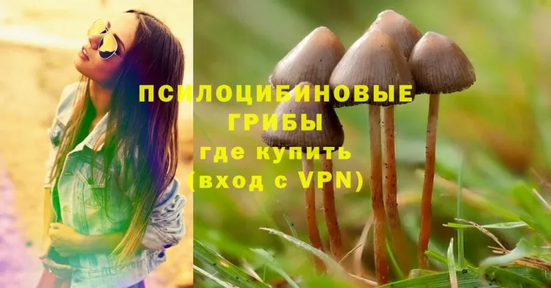 Галлюциногенные грибы Psilocybe  дарнет шоп  Кострома 